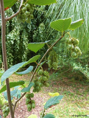 Corylopsis veitchiana / Scheinhasel   (30.07.2022; Botanischer Garten der Universität Basel)