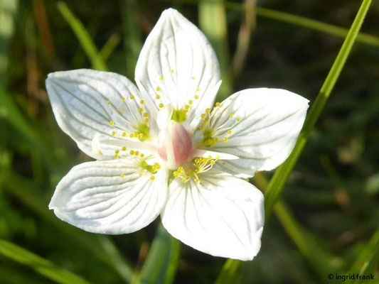 Parnassia palustris / Sumpf-Herzblatt