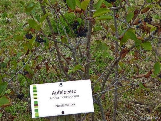 Aronia melanocarpa / Schwarze Apfelbeere  (Sortengarten Zeltingen an der Mosel)