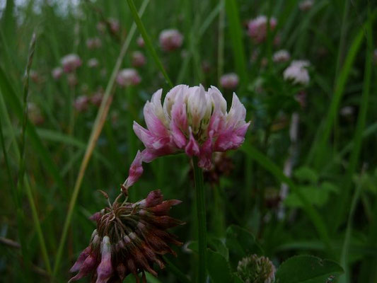 Trifolium hybridum / Schweden-Klee