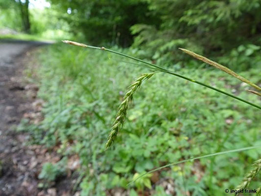 Carex sylvatica / Wald-Segge