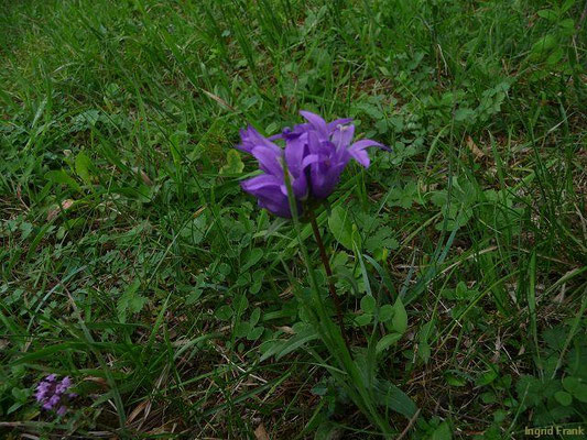 Campanula glomerata / Knäuel-Glockenblume     (20.08.2011; nahe Laibfelsen bei Fridingen)    