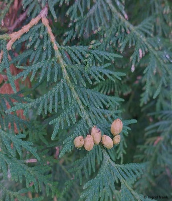 Thuja occidentalis / Abendländischer Lebensbaum