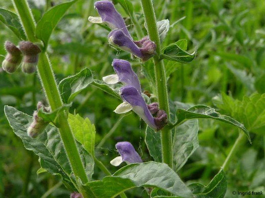 Scutellaria altissima / Hohes Helmkraut (Botanischer Garten Berlin)    VI-VII