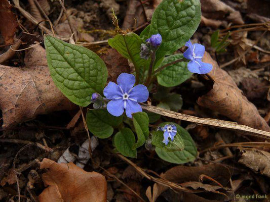 Omphalodes verna / Frühlings-Nabelnüsschen