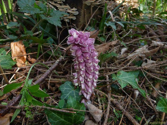 Lathraea squamaria / Gewöhnliche Schuppenwurz