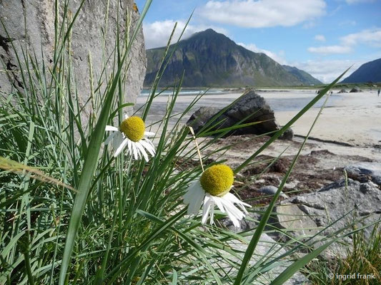 Tripleurospermum spec. (40 Arten)