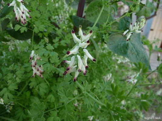 Rankender Erdrauch / Fumaria capreolata