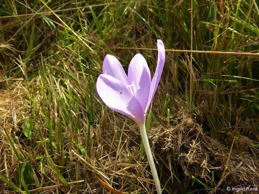 Colchicum autumnale / Herbst-Zeitlose    (12.09.2021; Blitzenreuter Seenplatte)