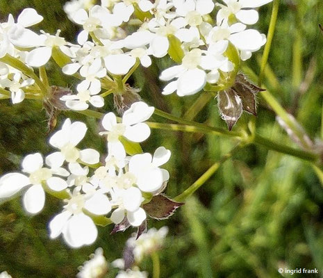 Anthriscus sylvestris / Wiesen-Kerbel