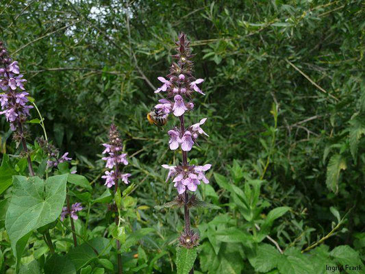 Stachys palustris / Sumpf-Ziest, Schweinsrübe    VI-IX