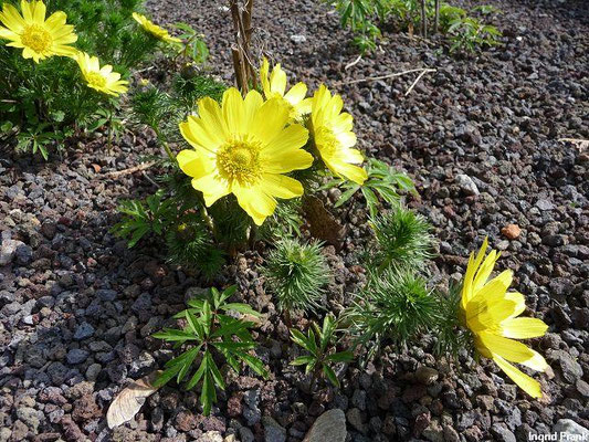 Adonis vernalis / Frühlings-Adonisröschen (27.03.2014; Botanischer Garten der Universität Basel)