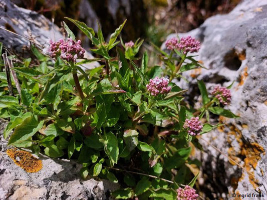 Valeriana tripteris / Stein-Baldrian   (02.04.2024; auf dem Schaufelsen bei Neidingen)