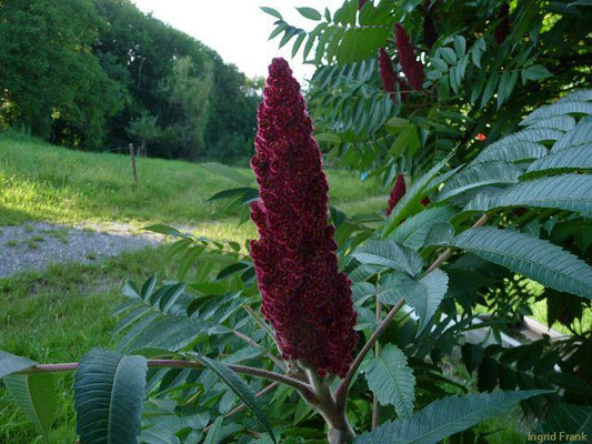 25.07.2011: Rhus typhina / Essigbaum