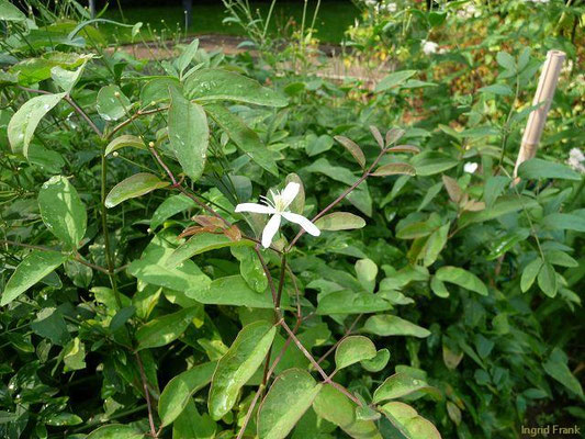 Clematis recta / Aufrechte Waldrebe (Apothekergarten Leipzig)    VI-VII