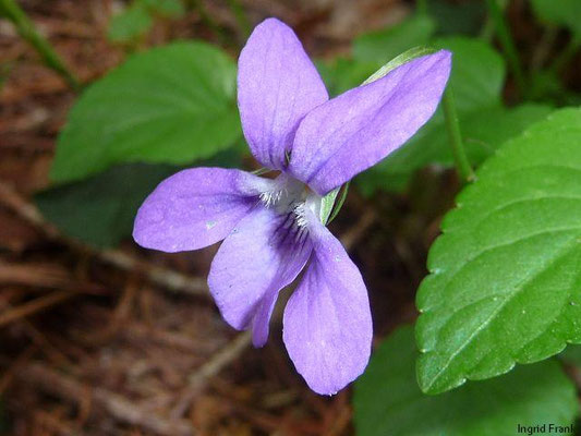 Viola reichenbachiana / Wald-Veilchen     III-V