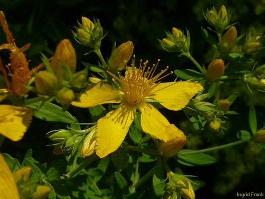 Hypericum perforatum / Tüpfel-Johanniskraut    VI-VIII