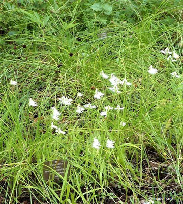 Habenaria radiata - Weiße Vogelblume   (30.07.2022; Botanischer Garten der Universität Basel)
