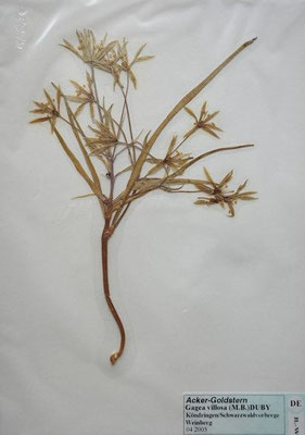 Gagea villosa / Acker-Gelbstern    III-V    (Herbarium Dr. Wolf von Thun)