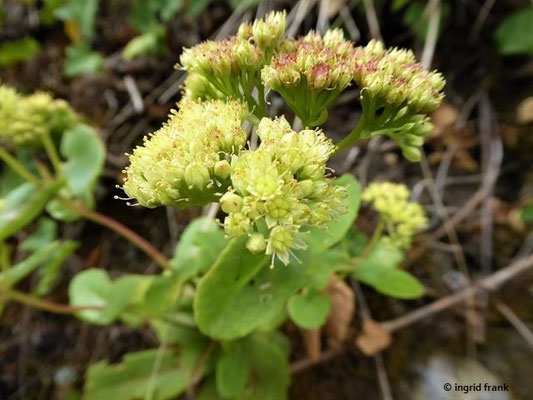 Hylotelephium maximum - Große Waldfetthenne