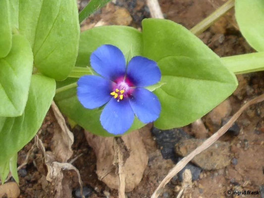 Anagallis foemina / Blauer Gauchheil