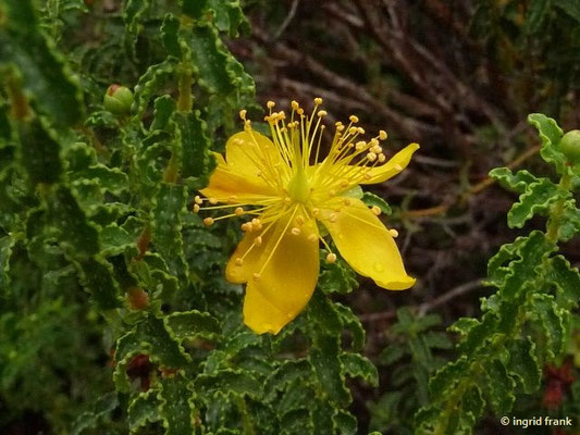 Hypericum balearicum - Balearen-Johanniskraut (Botanischer Garten Universität Heidelberg)    (III-IX)