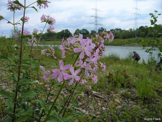 Saponaria officinalis / Echtes Seifenkraut  VI-IX