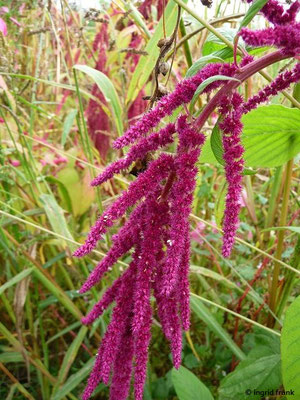 Amaranthus caudatus - Garten-Fuchsschwanz    VII-IX