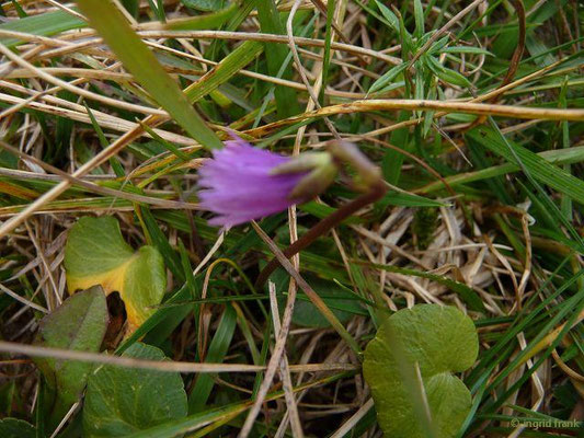 Soldanella alpicola / Zwerg-Alpenglöckchen