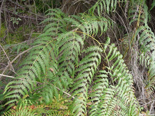 Pteridium aquilinum / Adlerfarn    VII-IX