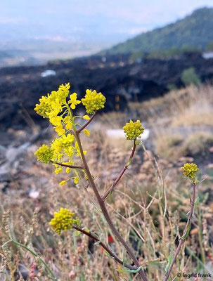 Isatis tinctoria / Färber-Waid  (28.09.2025; Szilien, Ätna)