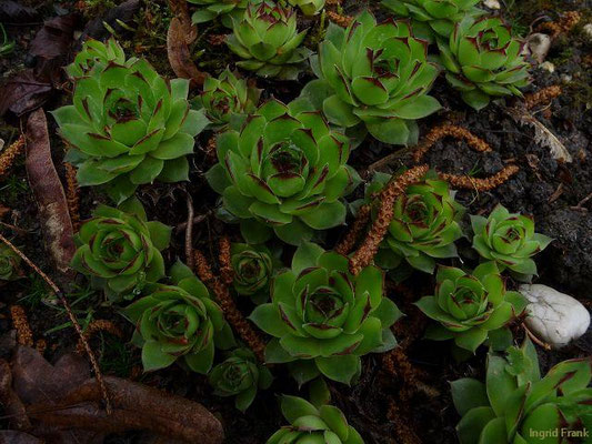 Sempervivum spec. (61 Arten)