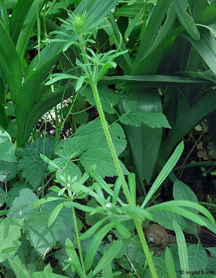 Galium aparine / Kletten-Labkraut (12.05.2026; Trentino, Valsugana)
