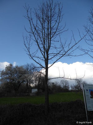 Sorbus domestica / Sspeierling     V