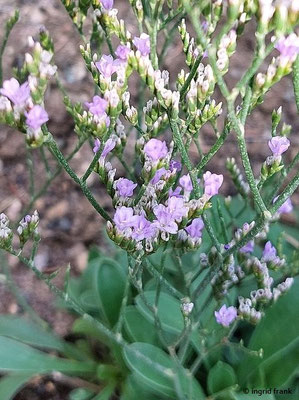 Limonium vulgare - Gewöhnlicher Strandflieder  (02.07.2023; Botanischer Garten Universität Heidelberg)