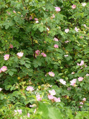 Rosa canina / Hunds-Rose    (14.06.2015; Hettingen)