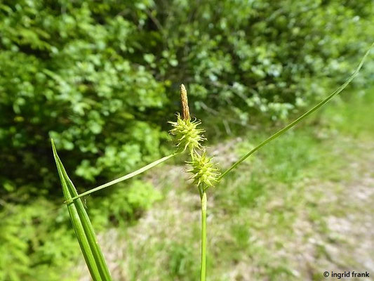 Carex flava / Gelb-Segge    (01.06.2019; Lochmoos, Altdorfer Wald)