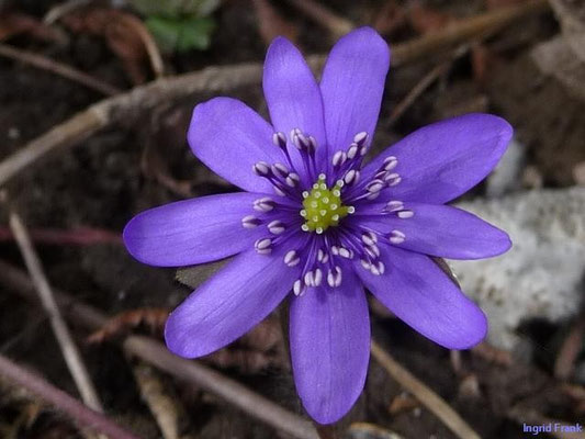 Hepatica nobilis - Leberblümchen
