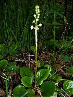 Pyrola rotundifolia / Rundblättriges Wintergrün