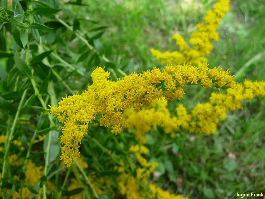 Solidago canadensis / Kanadische Goldrute    VIII-X
