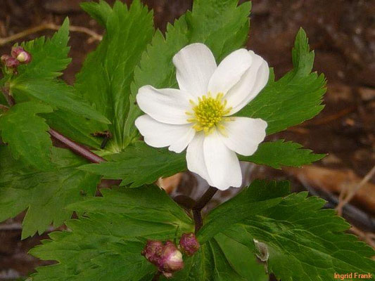 Ranunculus aconitifolius / Eisenhutblättriger Hahnenfuß    V-VII