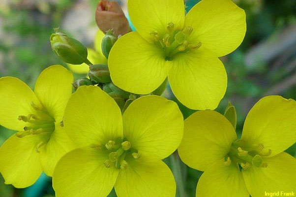 Diplotaxis tenuifolia / Schmalblättriger Doppelsame    V-X