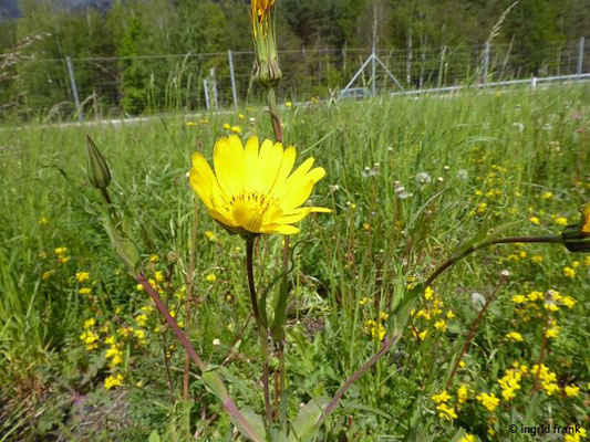 Tragopogon pratensis / Wiesen-Bocksbart    V-VII
