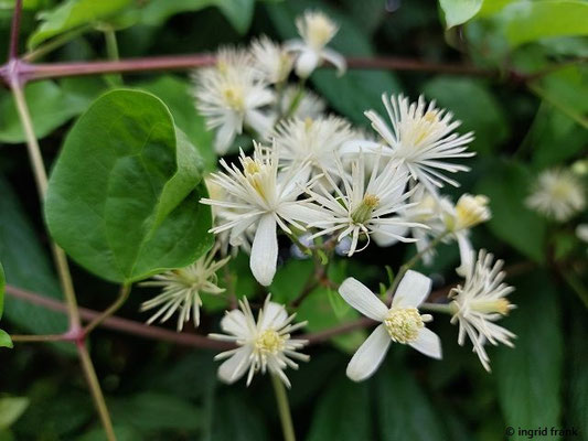 Clematis vitalba / Gewöhnliche Waldrebe  (28.06.2023; Weingarten)