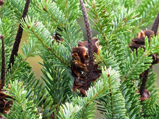 Abies spec. (47 Arten)