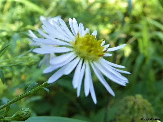 Symphyotrichum lanceolatum - Lanzettblättrige Herbstaster