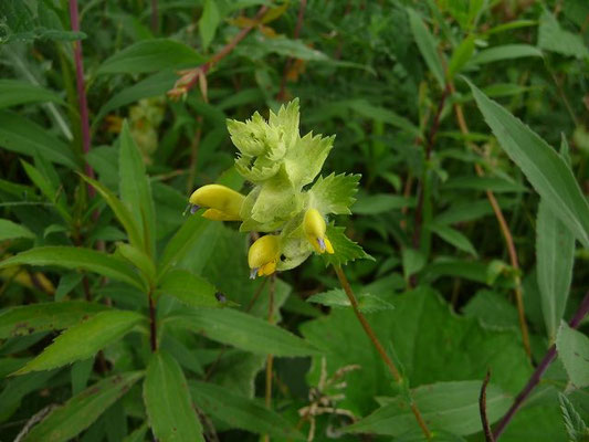 Rhinanthus alectorolophus / Zottiger Klappertopf