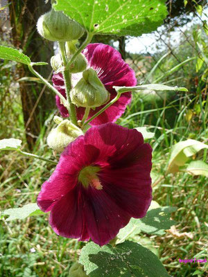 Alcea rosea / Stockrose