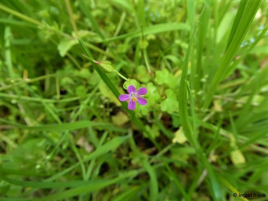 Gerabium lucidum / Glänzender Storchschnabel     (30.04.2019; Italien, Toskana, bei Lucca)