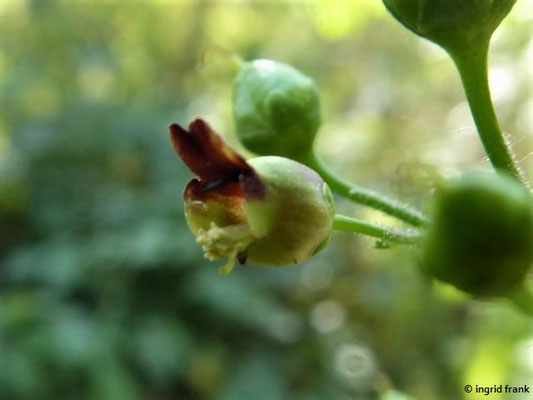 Scrophularia nodosa - Knotige Braunwurz